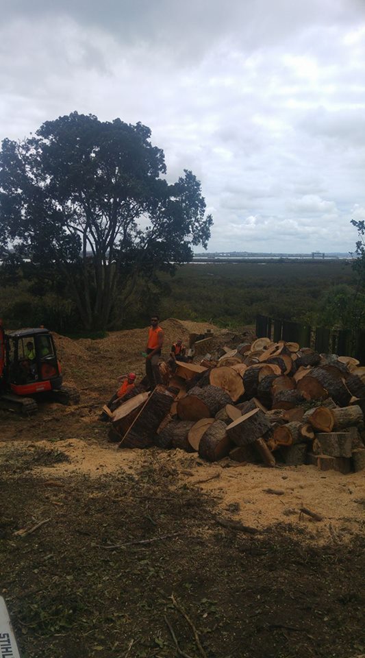 Tree Services Christchurch & Canterbury Removals, Pruning, Site Clearance